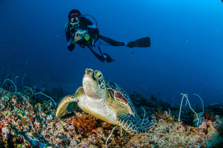 Improving Your Underwater Photography Skills