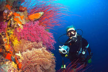 Load image into Gallery viewer, Fiji- Volivoli Beach Resort- 10 day trip October 7-17, 2028
