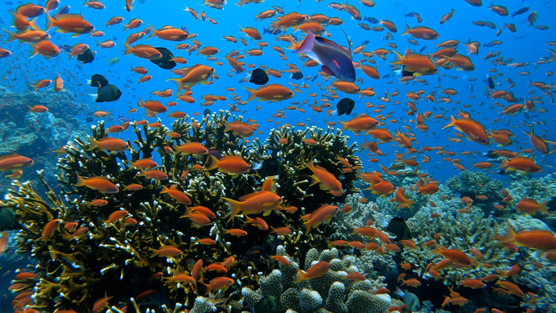 Load image into Gallery viewer, Fiji- Volivoli Beach Resort- 10 day trip October 7-17, 2028
